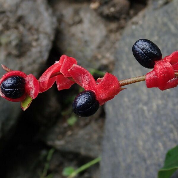 Cautleya gracilis Habit