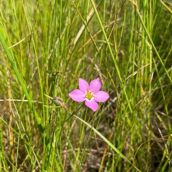 Sabatia angularis Flors