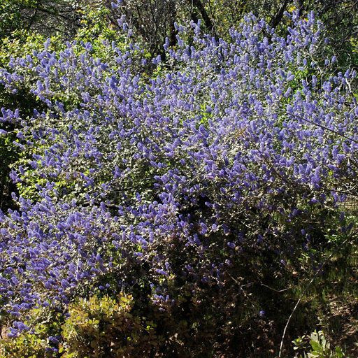 Ceanothus tomentosus Hábitos