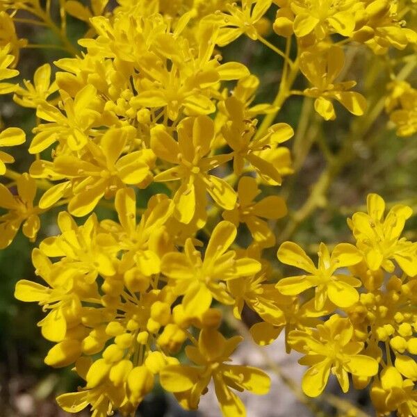 Isatis tinctoria Flower