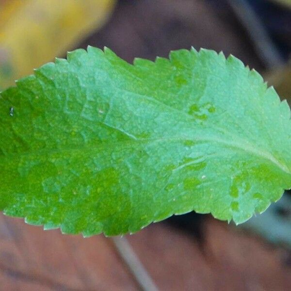 Eryngium planum Blad