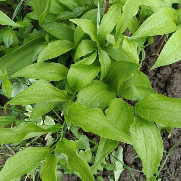 Polygonatum latifolium 葉