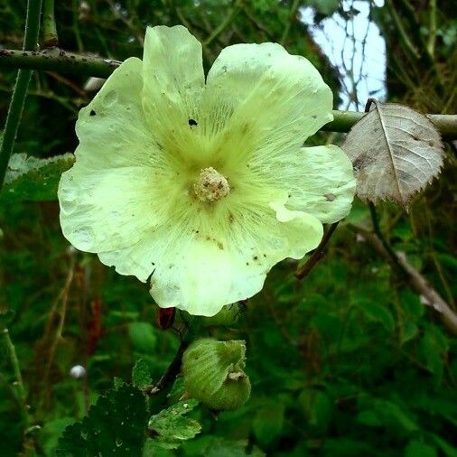 Alcea rosea 花