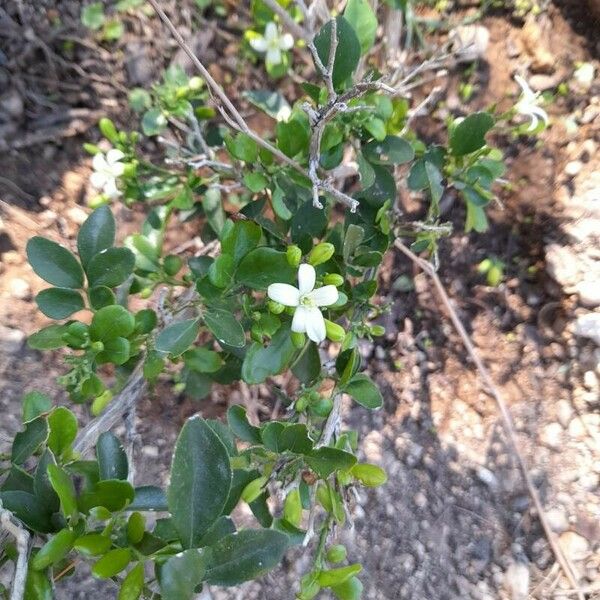 Murraya paniculata Flor