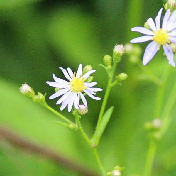 Symphyotrichum laeve फूल