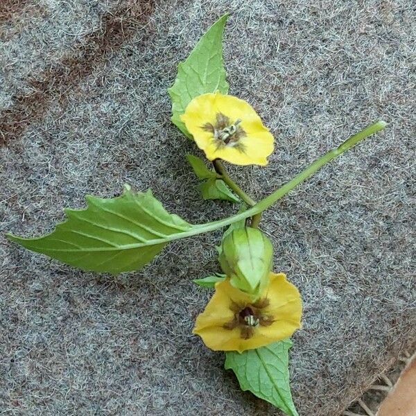 Physalis philadelphica Flor