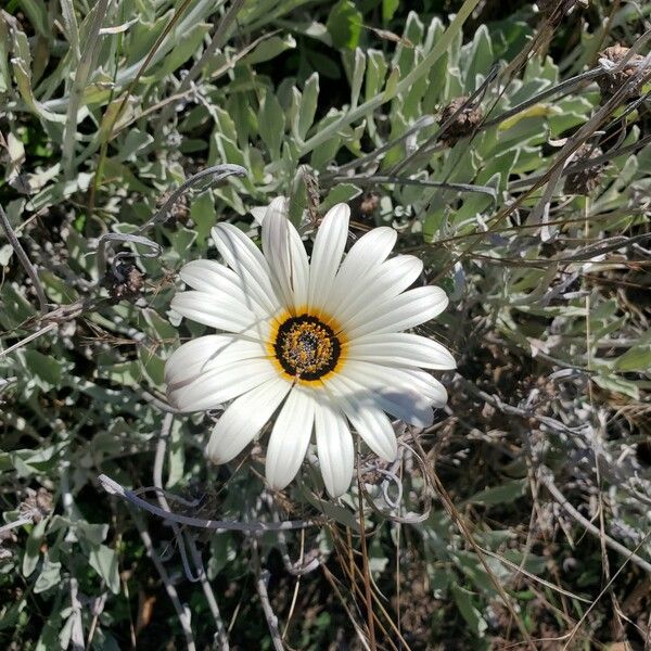 Arctotis stoechadifolia Λουλούδι