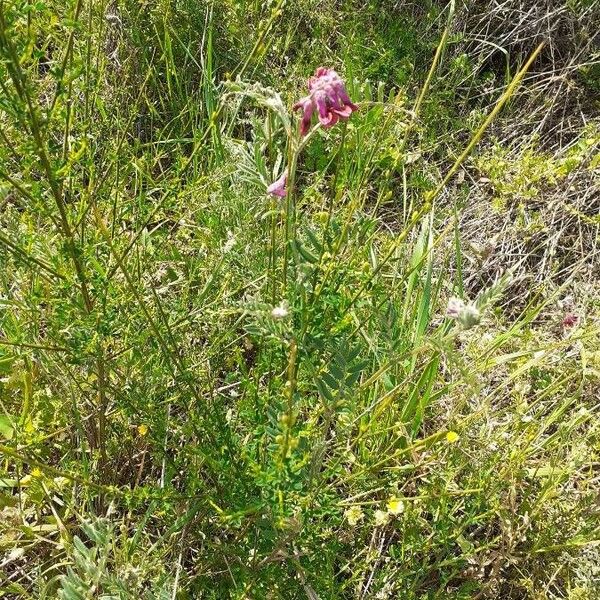 Vicia benghalensis Habit