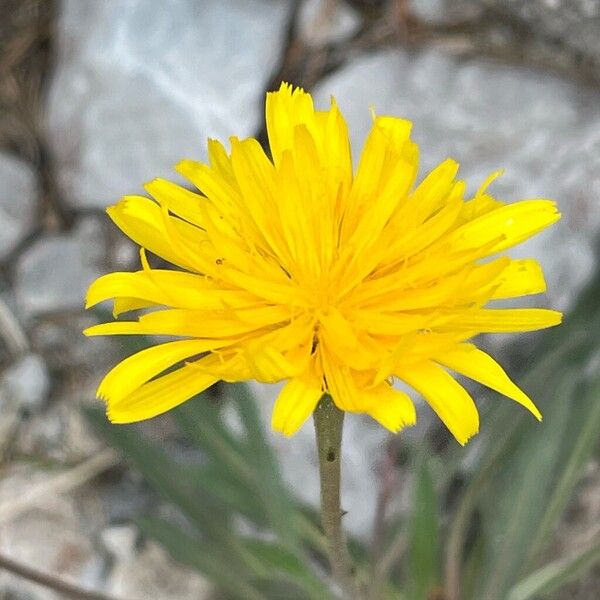 Leontodon incanus Flower