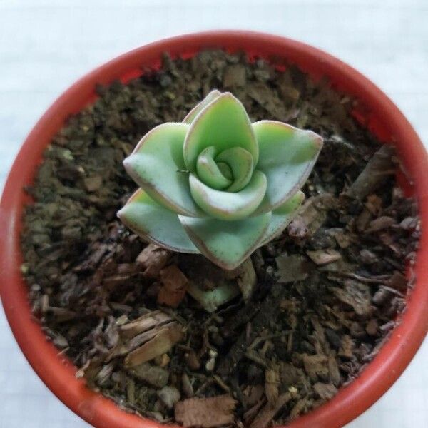 Cotyledon orbiculata Leaf