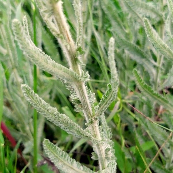 Achillea coarctata Leaf