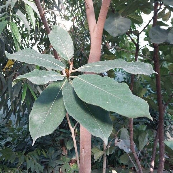 Ficus rubiginosa Yaprak