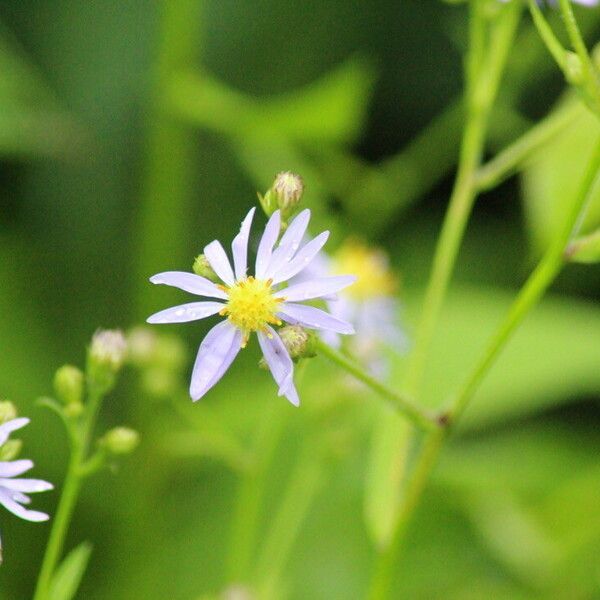 Symphyotrichum laeve फूल