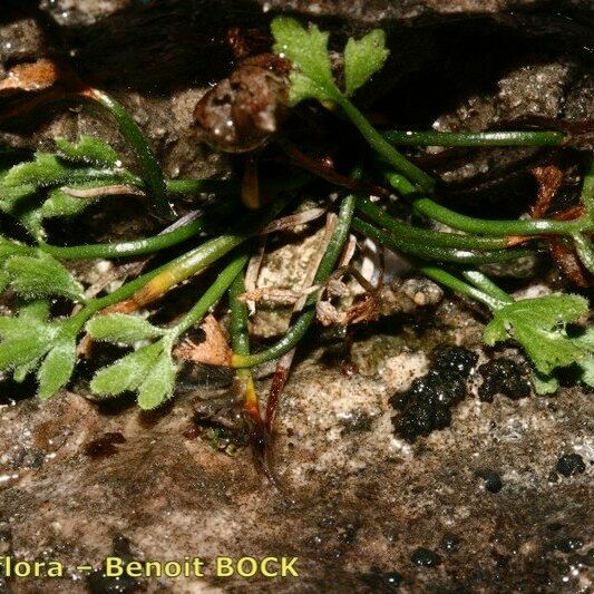 Asplenium seelosii Hábito