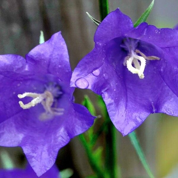 Campanula persicifolia Flors