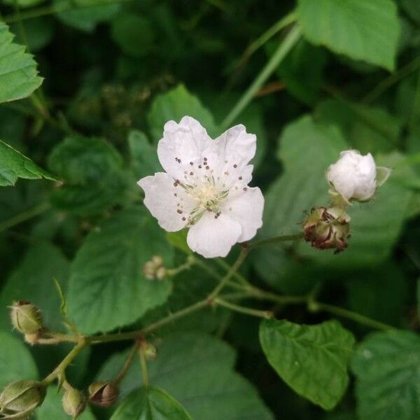 Rubus caesius Fleur