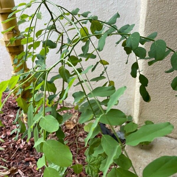 Robinia hispida পাতা