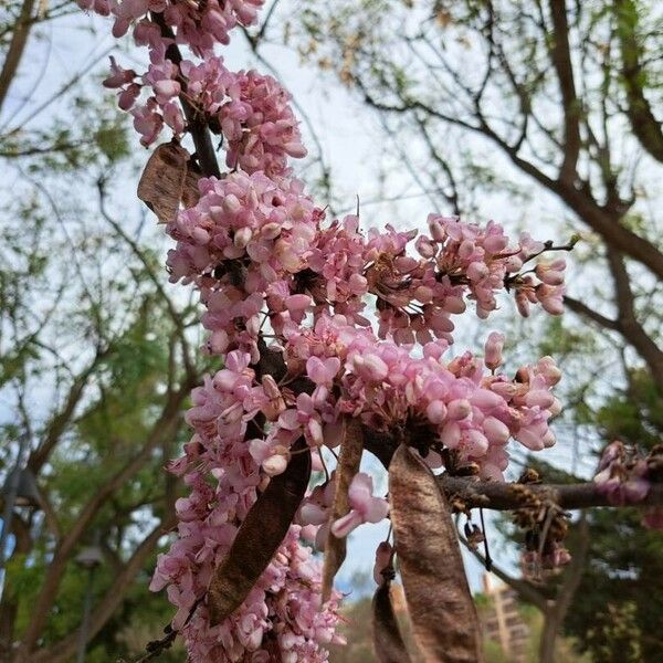 Cercis canadensis Flower