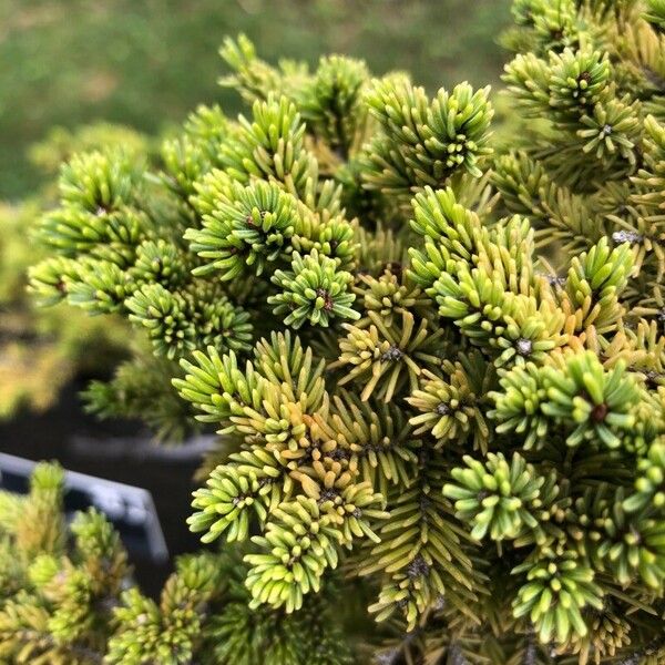 Picea jezoensis Liść