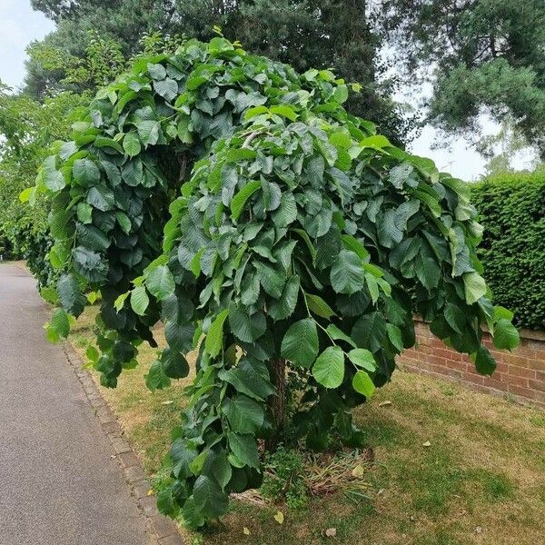 Ulmus glabra Fuelha