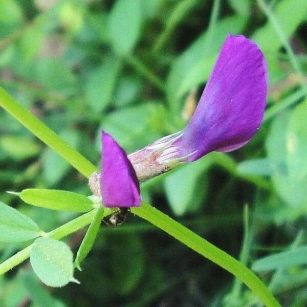 Vicia sativa Floare