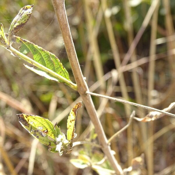 Lippia chevalieri Leaf