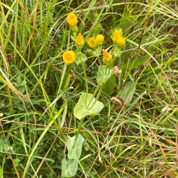 Blackstonia perfoliata 花