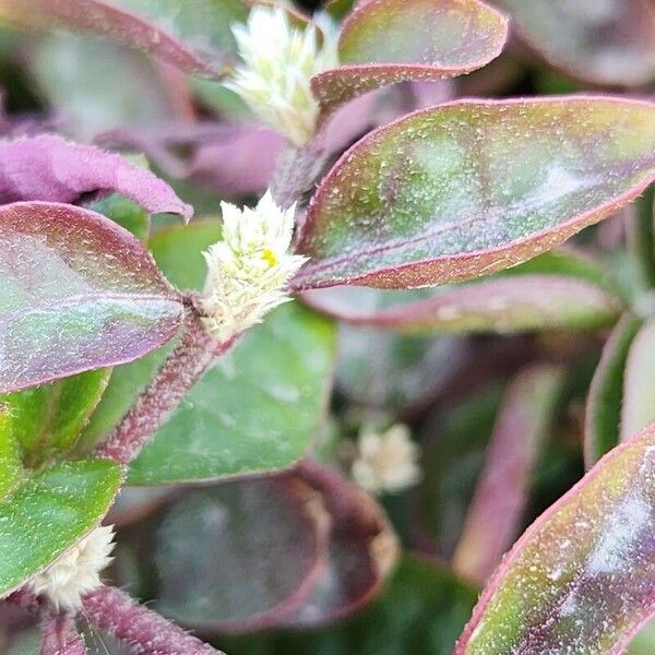 Alternanthera bettzickiana Flower