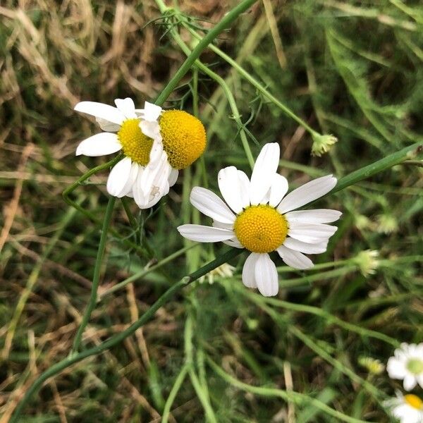 Matricaria chamomilla Flower