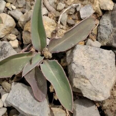 Klasea nudicaulis 葉