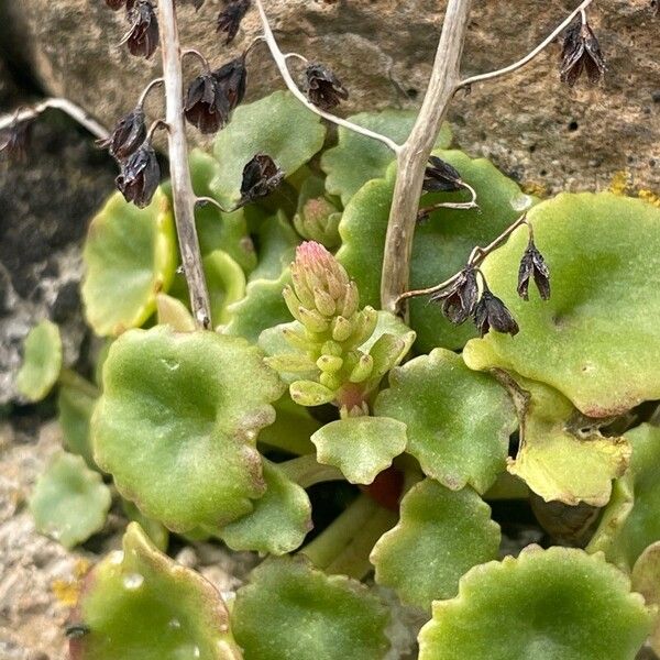 Umbilicus rupestris Flor