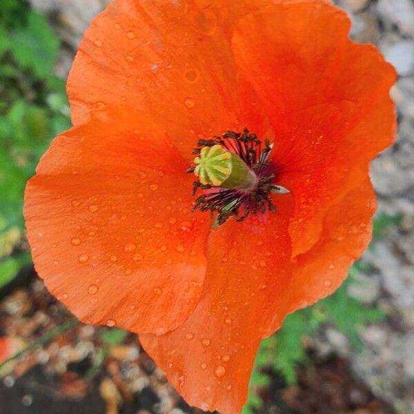 Papaver dubium Flor