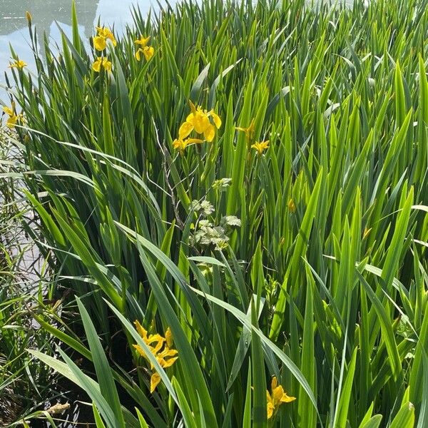 Iris pseudacorus Liść