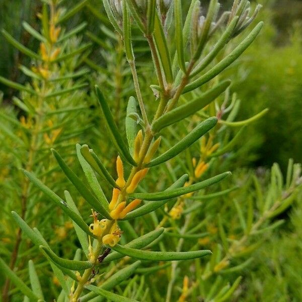 Persoonia mollis 花