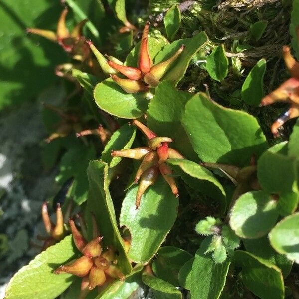 Salix herbacea Other