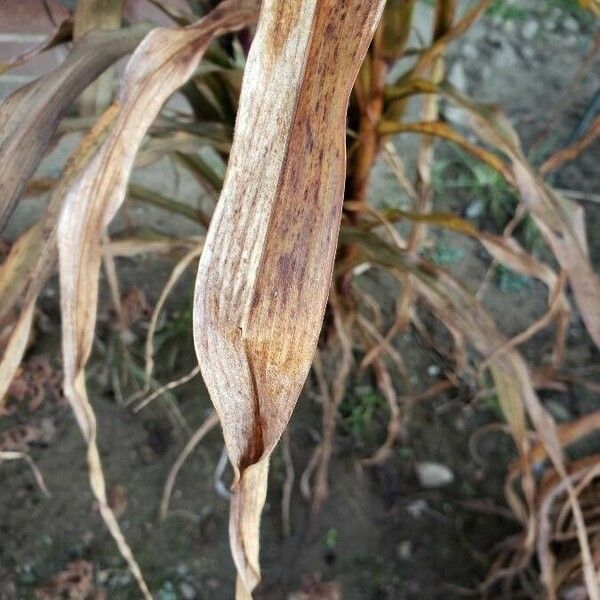 Setaria italica Folha