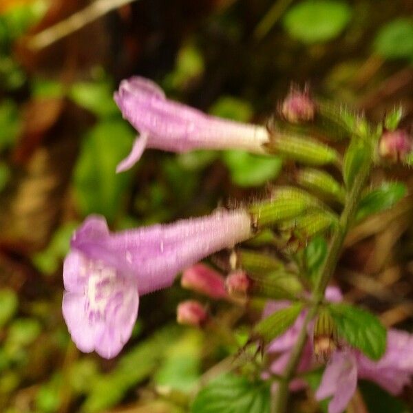 Clinopodium grandiflorum Flower