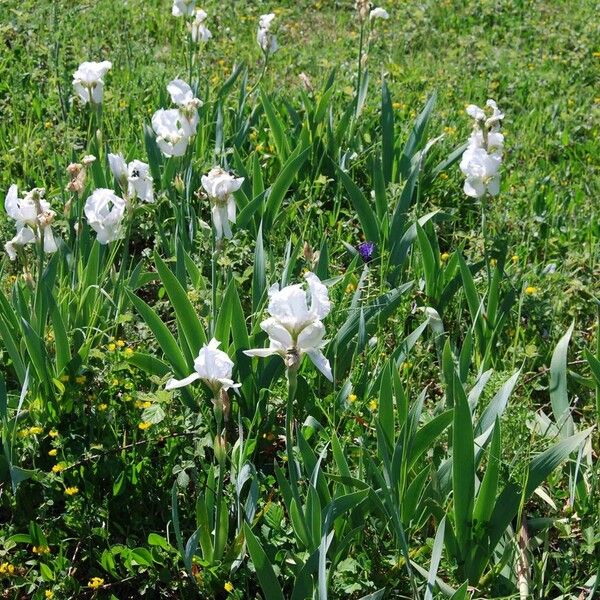 Iris albicans पत्ता