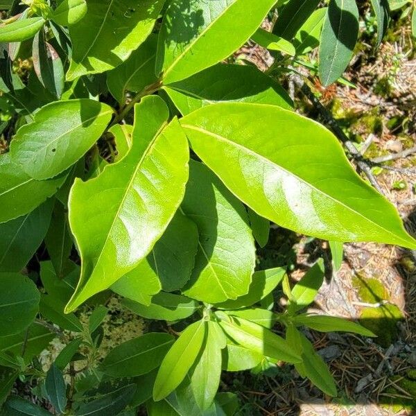 Viburnum nudum पत्ता