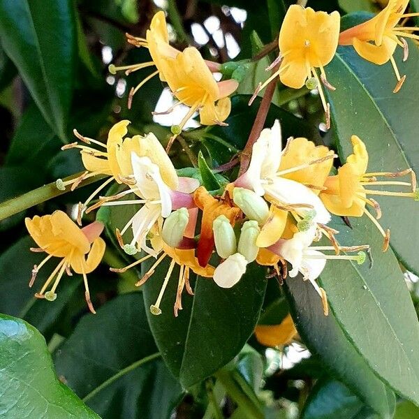 Lonicera caprifolium ফুল