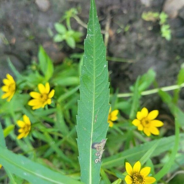 Bidens cernua ഇല