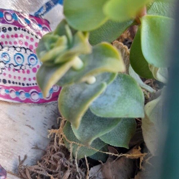 Crassula perforata Blatt