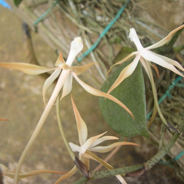 Aerangis bouarensis 花