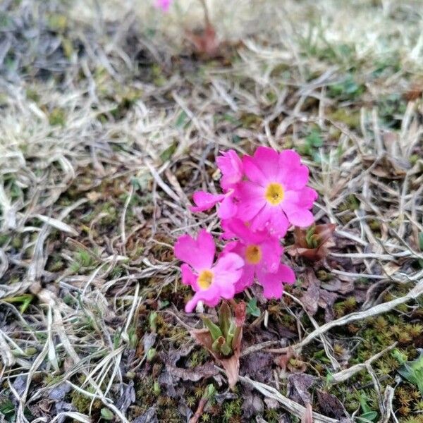 Primula rosea Flower