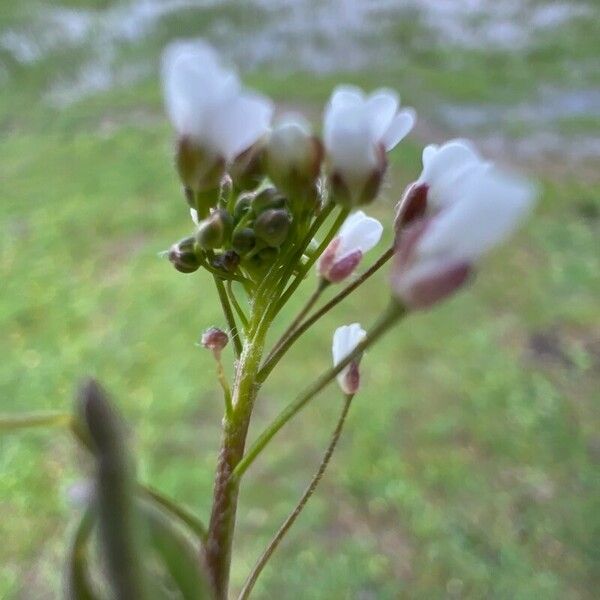 Draba muralis 花