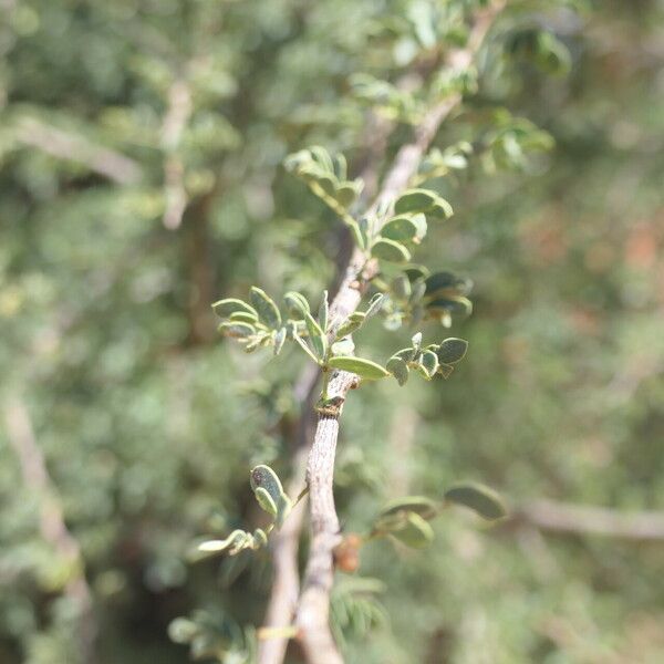 Acacia tortilis Bark