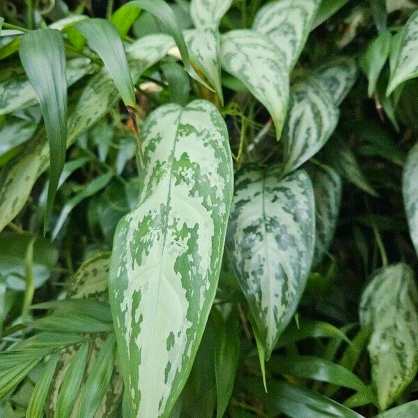 Aglaonema commutatum Лист