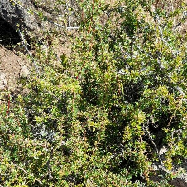Berberis ruscifolia عادت داشتن