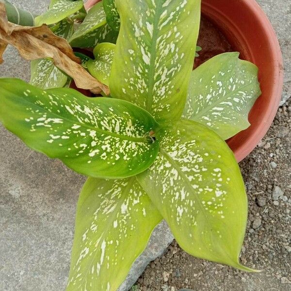 Dieffenbachia seguine Blatt