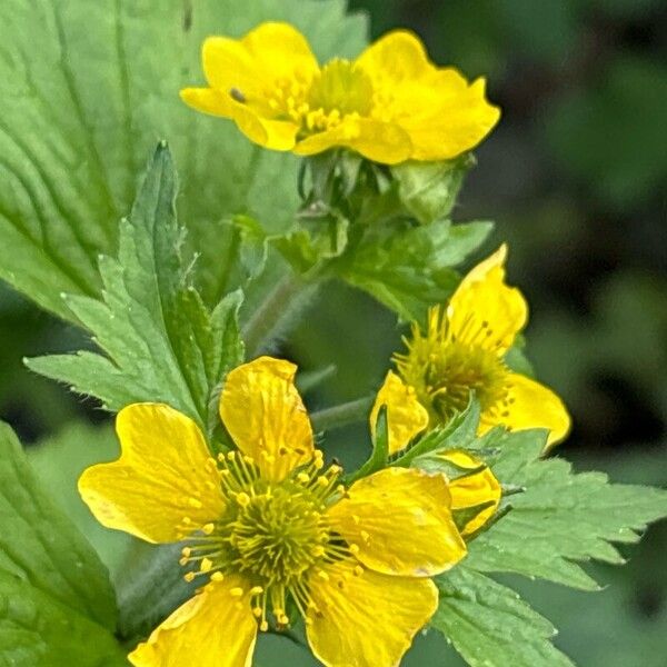 Geum macrophyllum Blomst